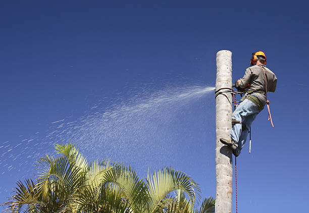 How Our Tree Care Process Works  in  Elk Grove, CA