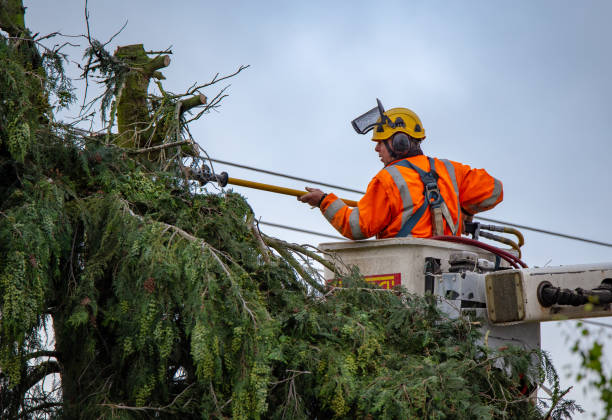 Best Tree Health Inspection  in Elk Grove, CA