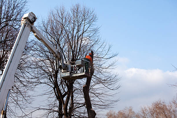 Best Tree Removal  in Elk Grove, CA